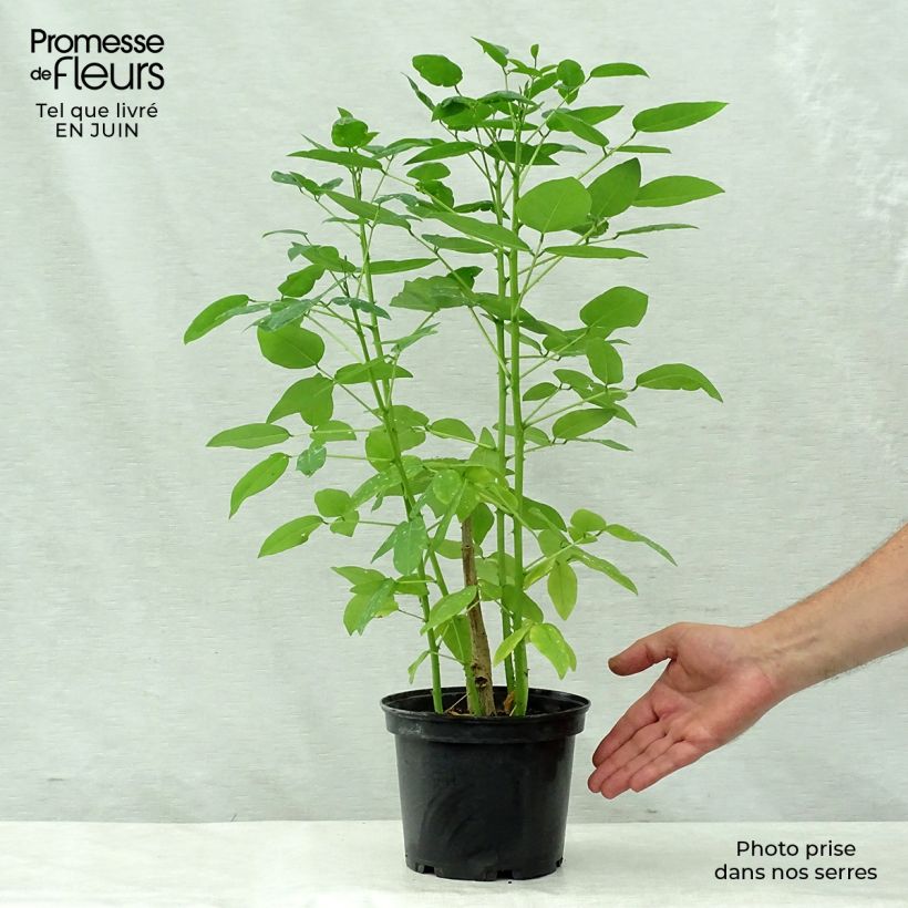 Esemplare di Erythrina crista-galli Vaso da 2L/3L consegnato in estate