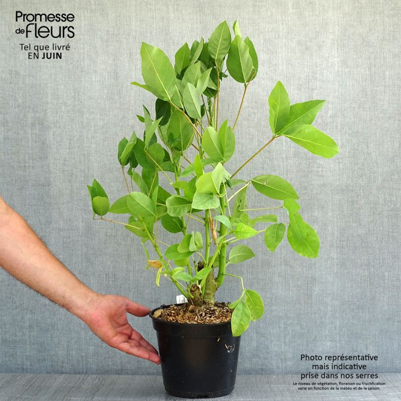Esemplare di Erythrina crista-galli Compacta Vaso da 2L/3L consegnato in estate