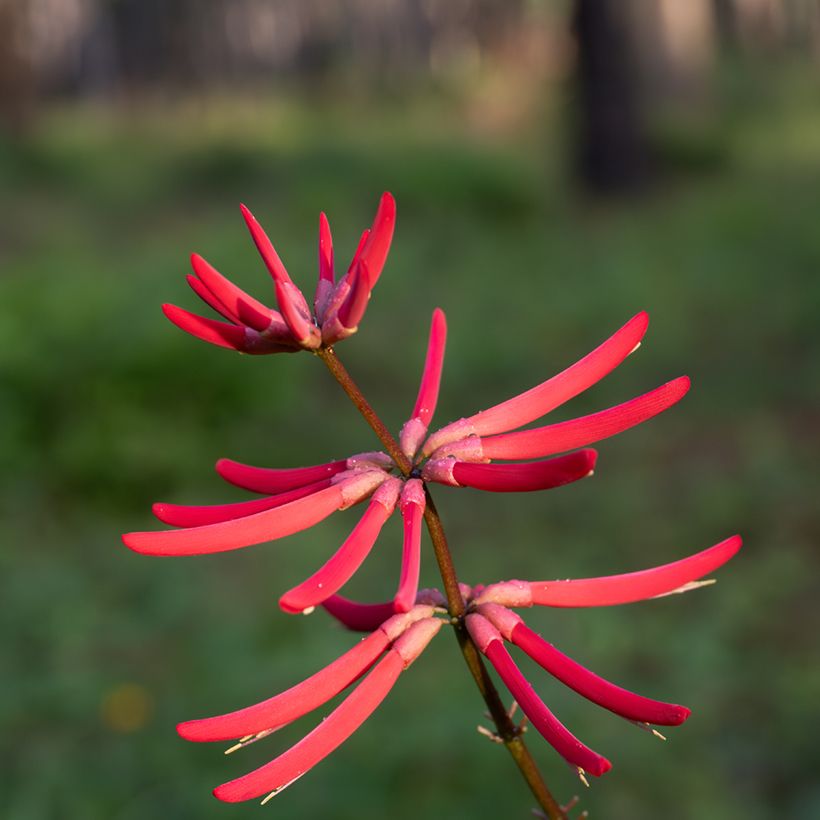 Erythrina Amélie Jeckert (Fioritura)