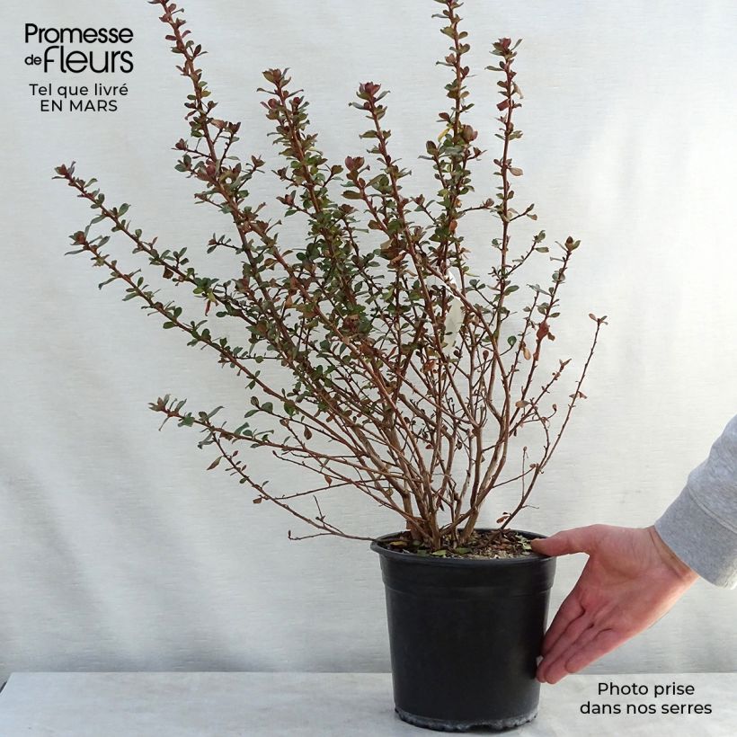 Escallonia Donard Radiance Pot de 3.5L esemplare consegnato in primavera
