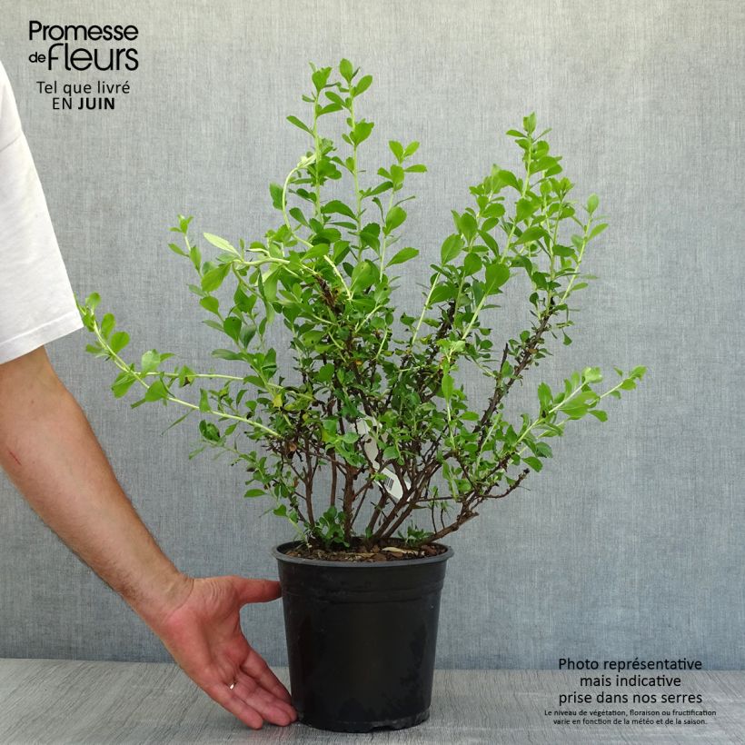 Esemplare di Escallonia Donard Radiance Vaso da 3L/4L consegnato in estate