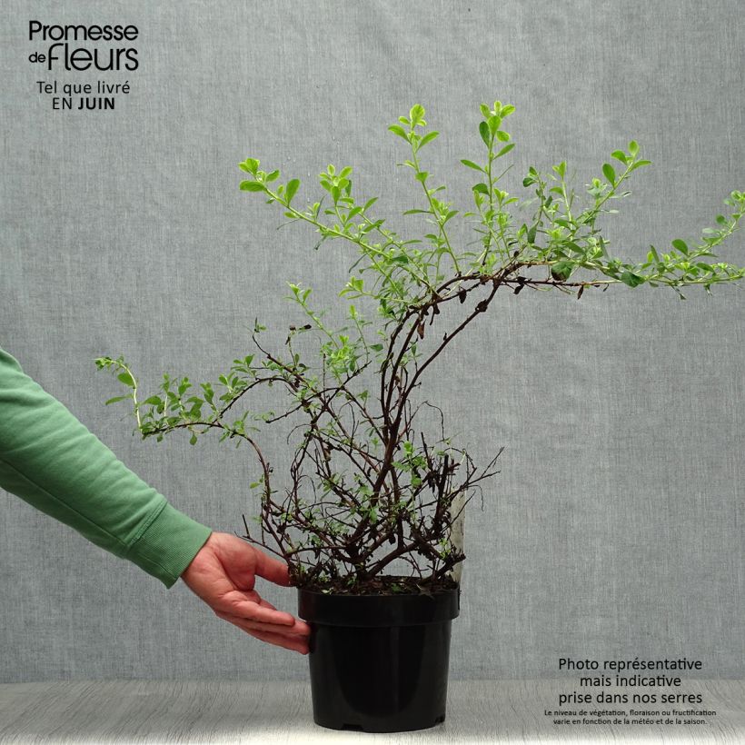 Esemplare di Escallonia Donard Seedling Vaso da 1L/1,5L consegnato in estate