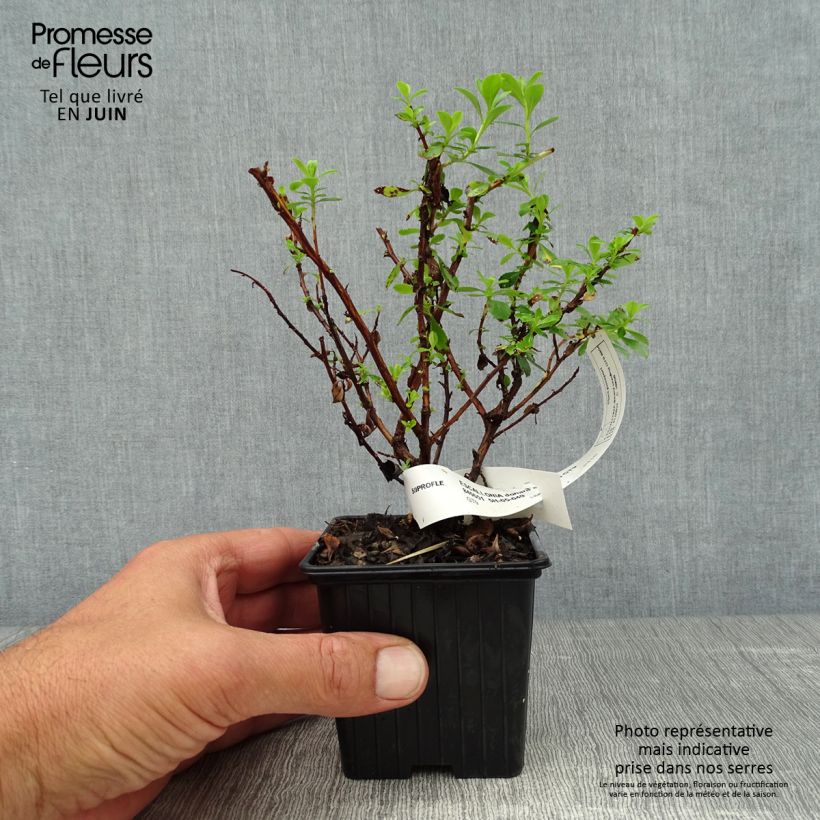 Esemplare di Escallonia Donard Seedling Vasetto da 8/9 cm consegnato in estate