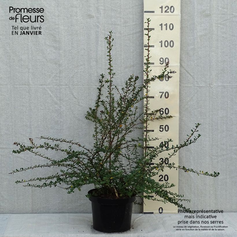 Escallonia Donard Seedling Vaso da 7,5L/10L esemplare consegnato in inverno