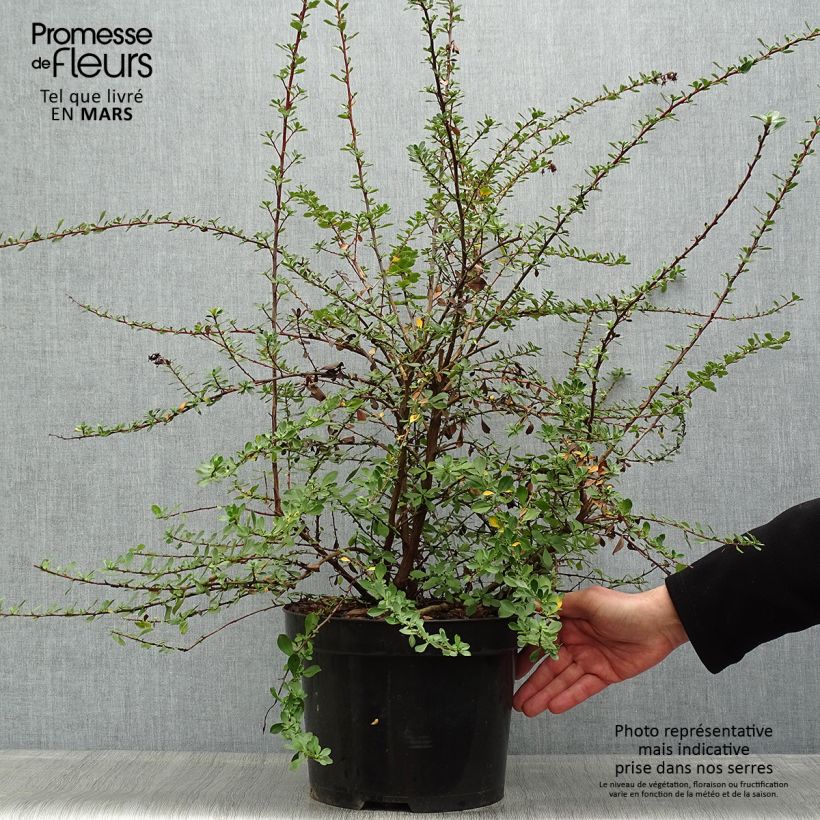 Escallonia Donard Seedling Vaso da 7,5L/10L esemplare consegnato in primavera