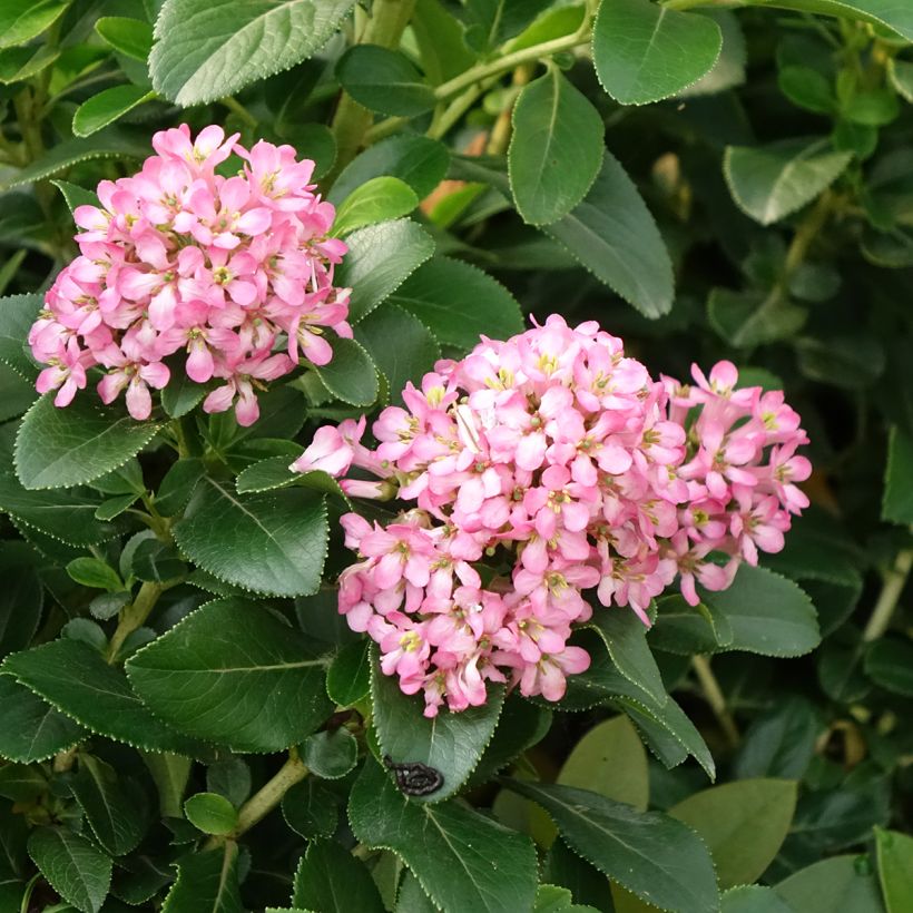Escallonia laevis Pink Elle Lades (Fioritura)