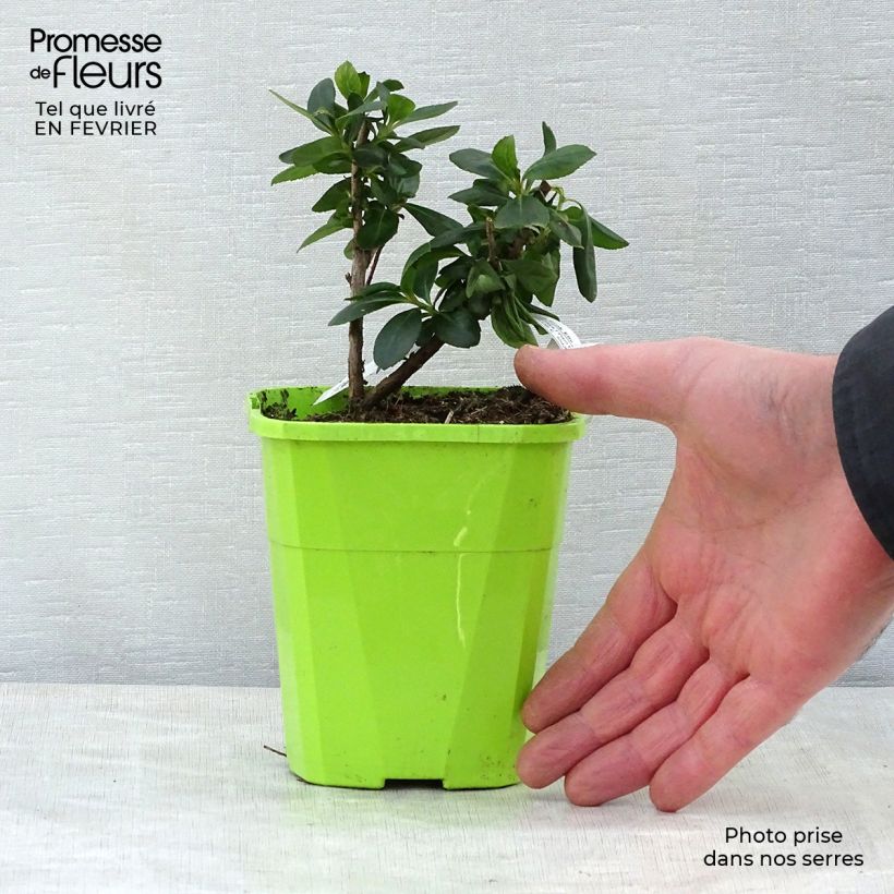 Escallonia laevis Pink Elle Lades Vaso da 1L/1,5L esemplare consegnato in inverno