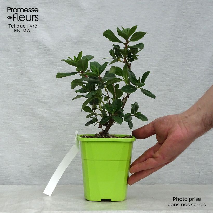Escallonia laevis Pink Elle Lades Vaso da 1L/1,5L esemplare consegnato in primavera