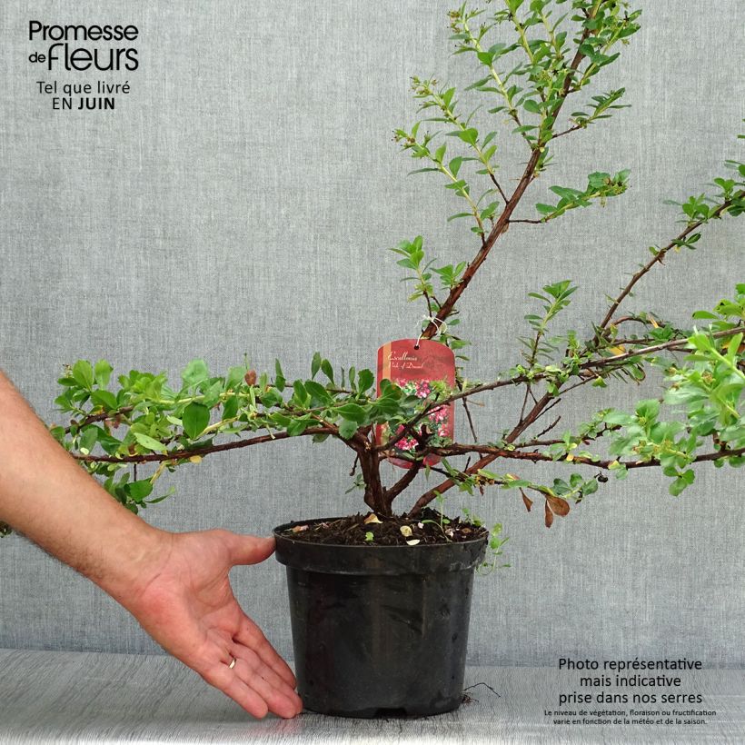 Esemplare di Escallonia Pride of Donard Vaso da 2L/3L consegnato in estate