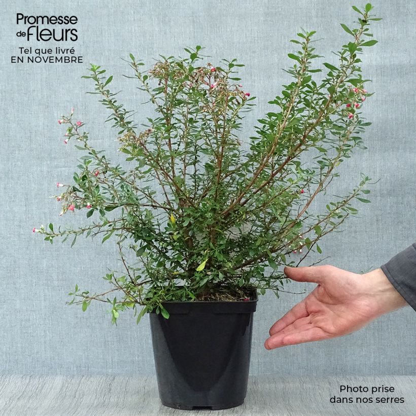 Esemplare di Escallonia Red Carpet Vaso da 3L/4L come consegnato in autunno