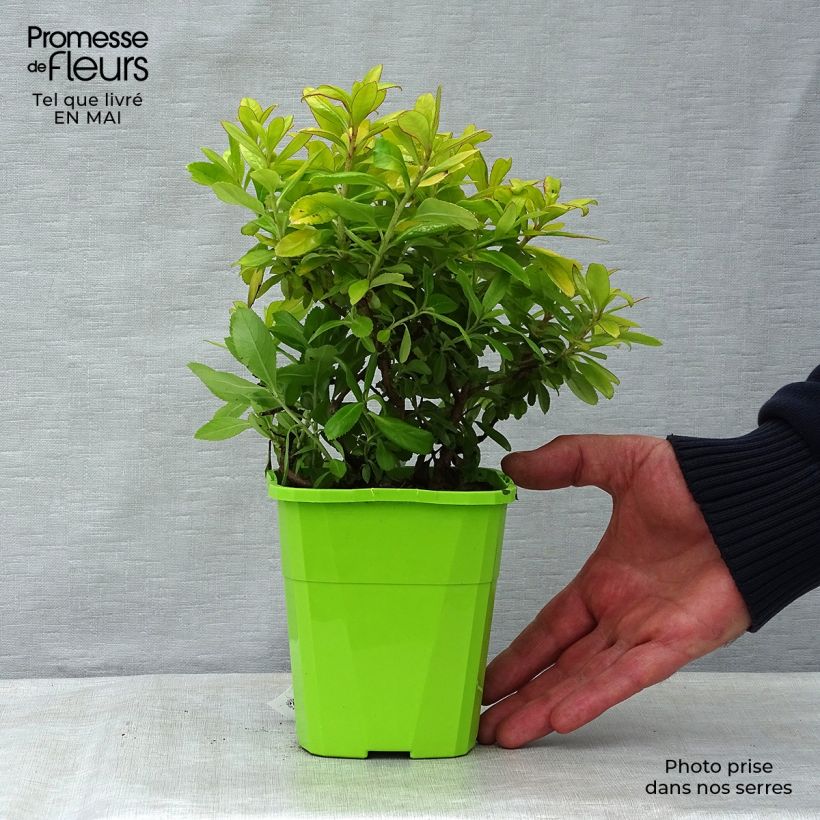Escallonia Glowing Embers Vaso da 3L/4L esemplare consegnato in primavera