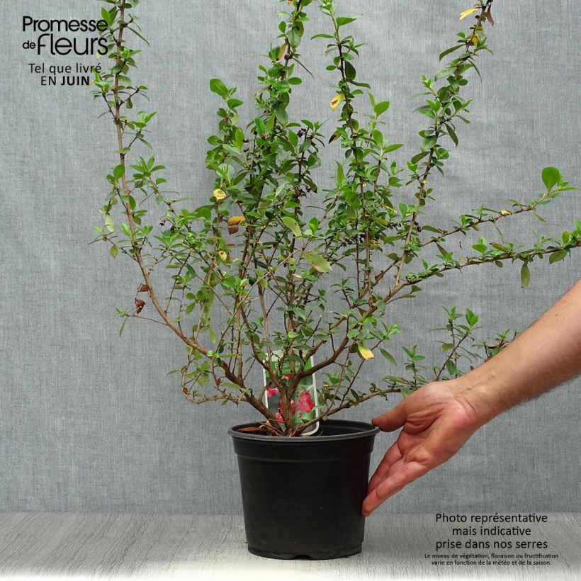 Esemplare di Escallonia rubra var. Macrantha Crimson Spire Vaso da 2L/3L consegnato in estate