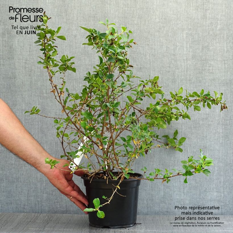 Esemplare di Escallonia rubra var. macrantha Vaso da 3L/4L consegnato in estate