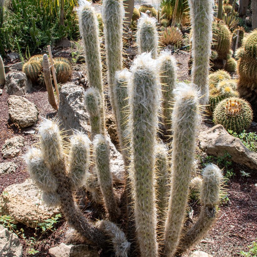 Espostoa lanata - Cactus lanato (Porto)