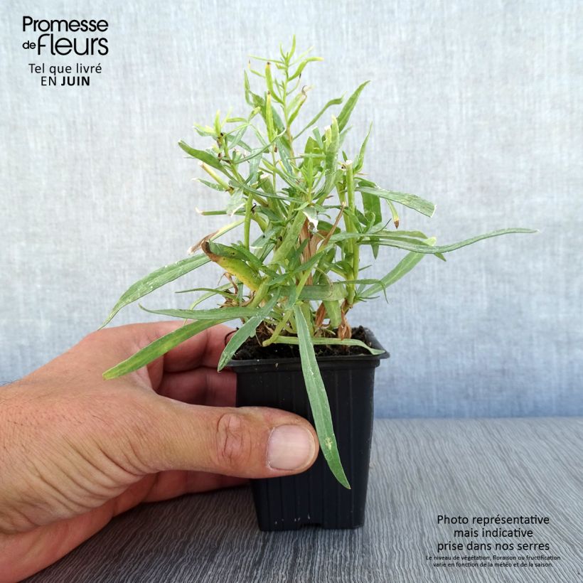 Esemplare di Dragoncello - Artemisia dracunculus Vasetto da 7/8 cm consegnato in estate