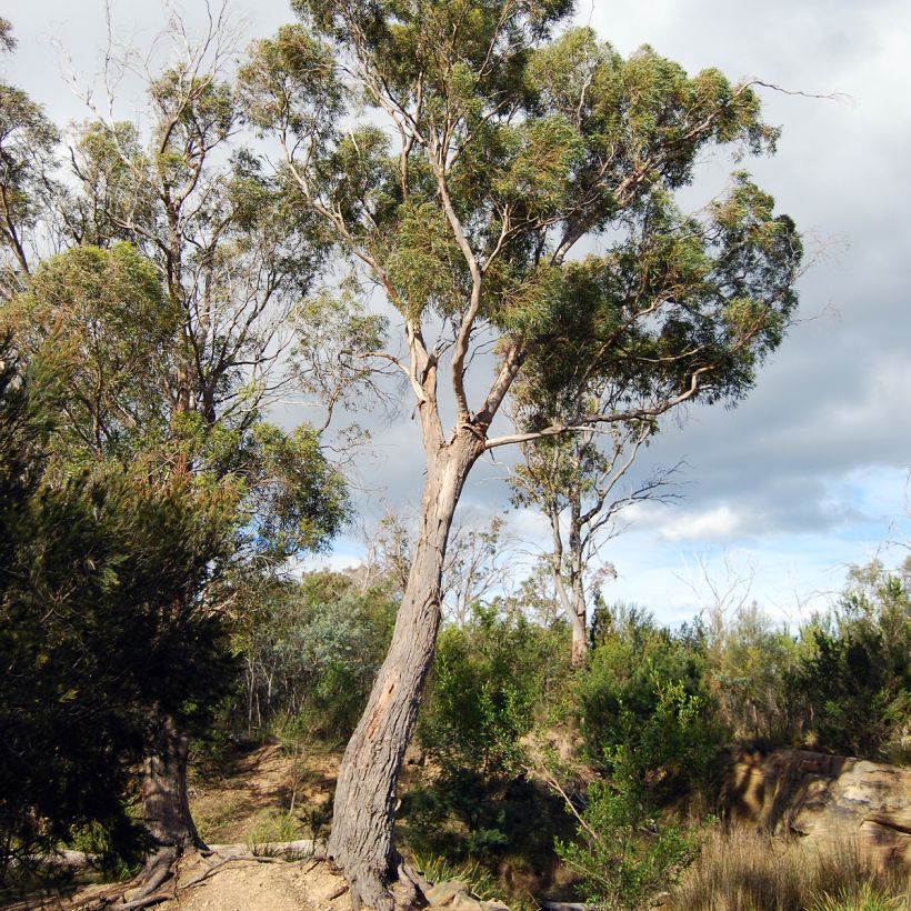 Eucalyptus amygdalina - Eucalipto (Porto)