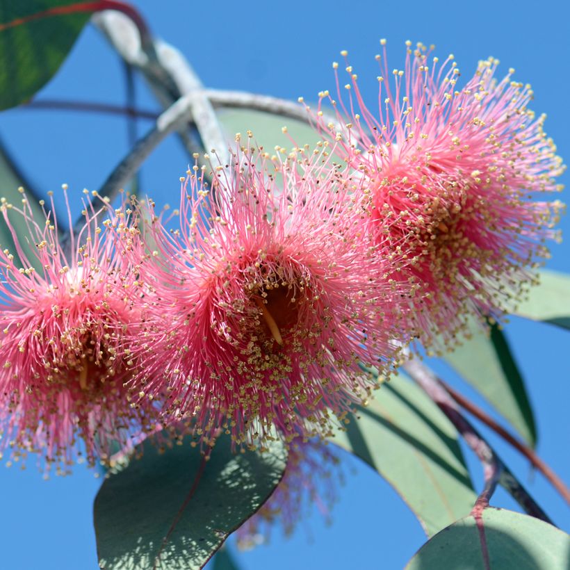 Eucalyptus caesia subsp magna - Eucalipto (Fioritura)