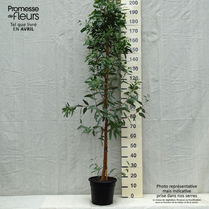Eucalyptus camaldulensis Rostrata - Eucalipto Vaso da 7,5L/10LAltezza consegnata circa 170/200cm esemplare consegnato in primavera