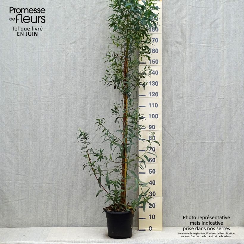 Esemplare di Eucalyptus camaldulensis Rostrata - Eucalipto Vaso da 7,5L/10L consegnato in estate