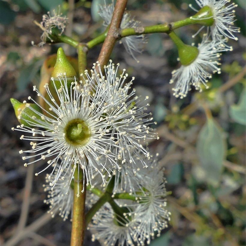 Eucalyptus camphora subsp humeana - Eucalipto (Fioritura)