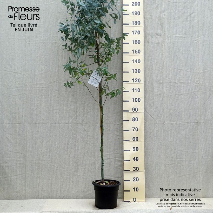 Esemplare di Eucalyptus globulus - Eucalipto Vaso da 7,5L/10L consegnato in estate