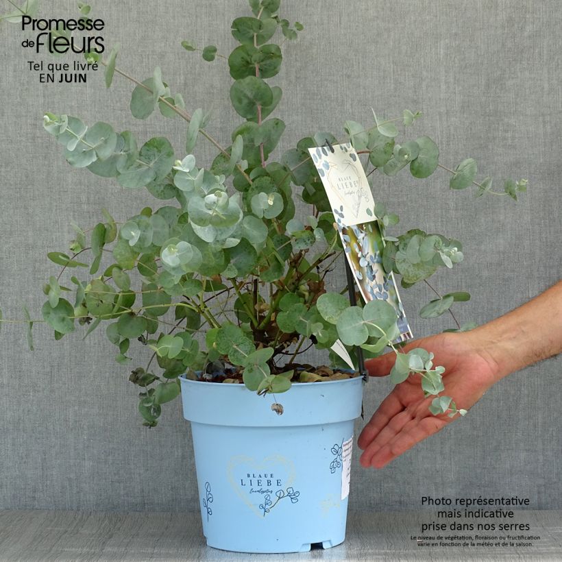 Esemplare di Eucalyptus gunnii Azura Cagire - Eucalipto Vaso da 3L/4L consegnato in estate