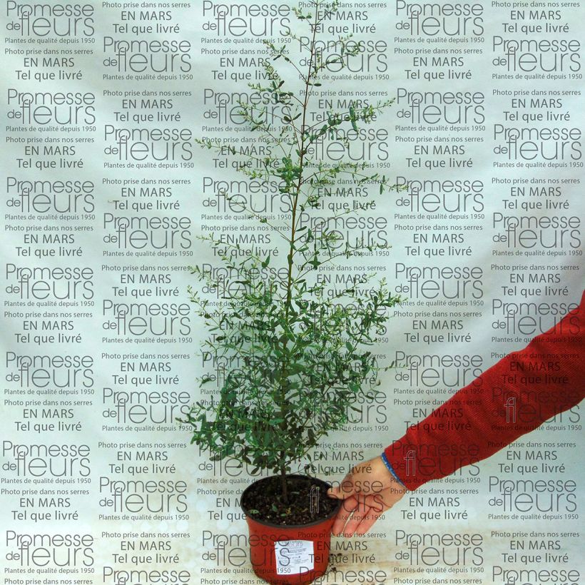 Esempio di esemplare Eucalyptus gunnii France Bleu Rengun - Eucalipto Vaso da 1,5L/2L come consegnato