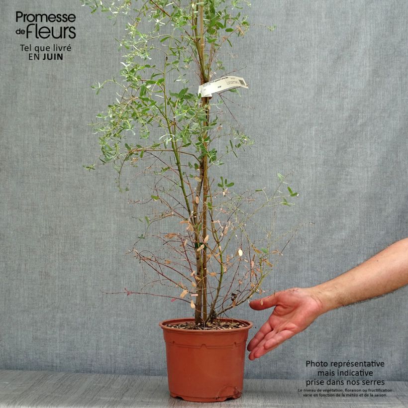 Esemplare di Eucalyptus gunnii France Bleu Rengun - Eucalipto Vaso da 3L/4L consegnato in estate