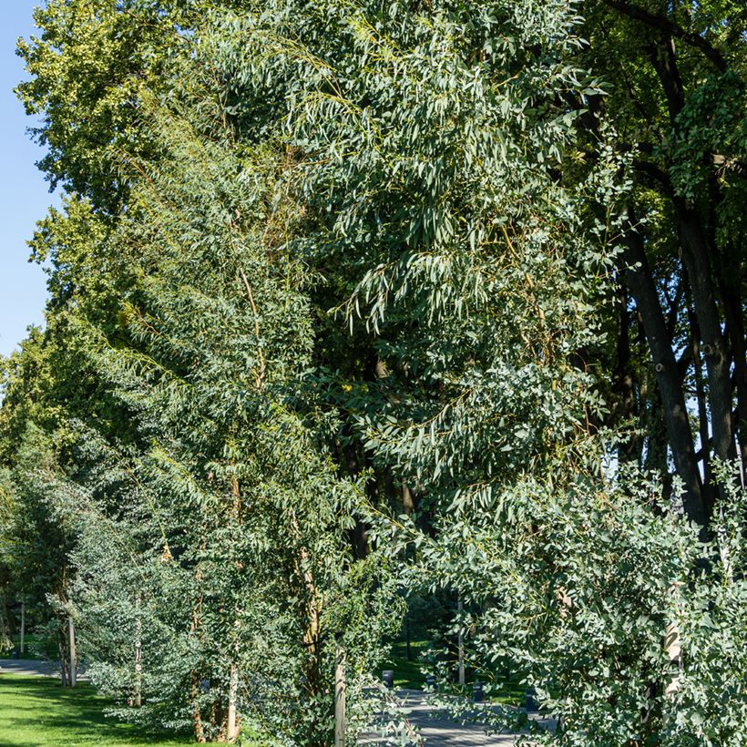 Eucalipto - Eucalyptus gunnii (Porto)
