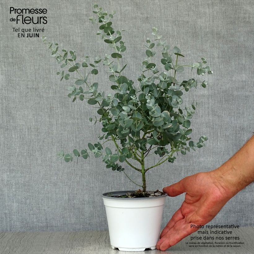 Esemplare di Eucalipto - Eucalyptus gunnii Vaso da 1L/1,5L consegnato in estate