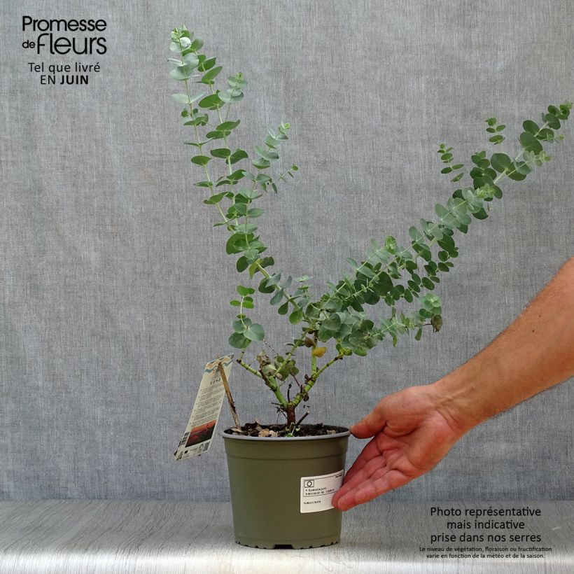 Esemplare di Eucalipto - Eucalyptus gunnii Vaso da 2L/3L consegnato in estate