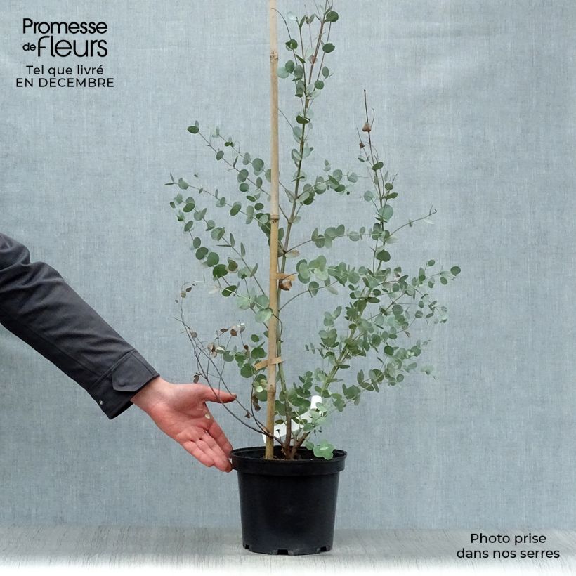 Eucalipto - Eucalyptus gunnii Vaso da 4L/5L esemplare consegnato in inverno