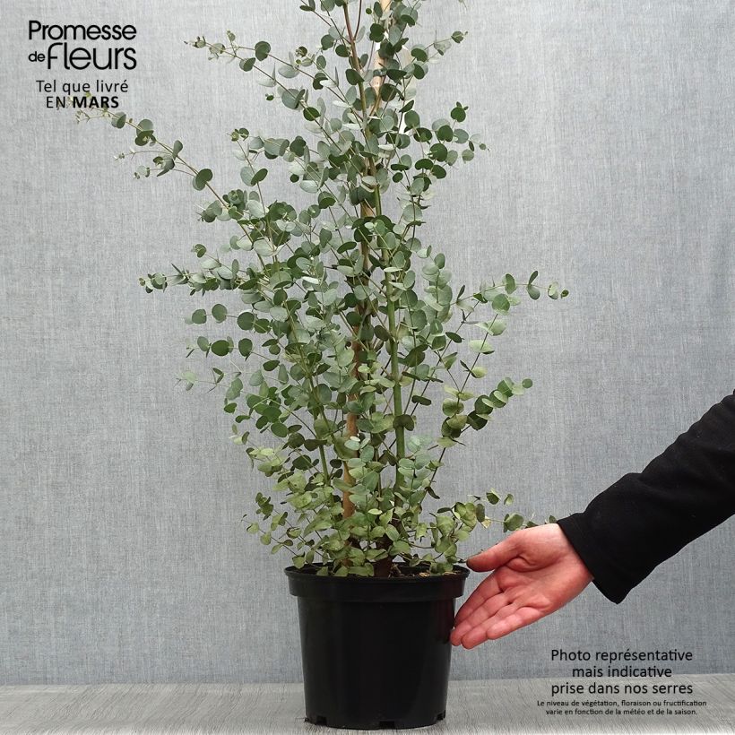 Eucalipto - Eucalyptus gunnii Vaso da 4L/5L esemplare consegnato in primavera
