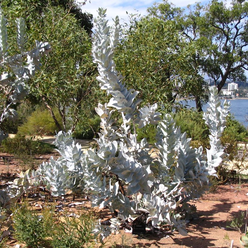 Eucalyptus macrocarpa - Eucalipto (Porto)