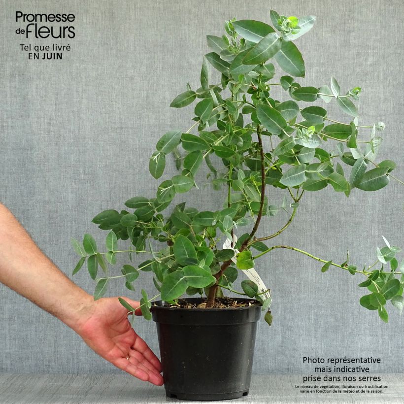 Esemplare di Eucalyptus neglecta - Eucalipto Vaso da 4L/5L consegnato in estate
