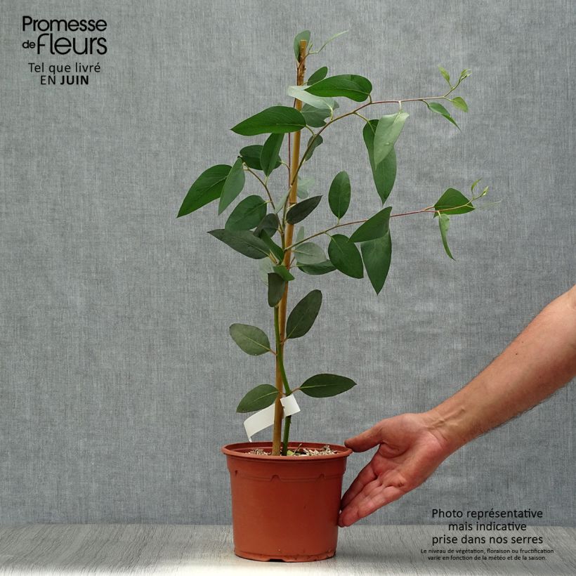 Esemplare di Eucalyptus pauciflora subsp. niphophila - Eucalipto Vaso da 3L/4L consegnato in estate