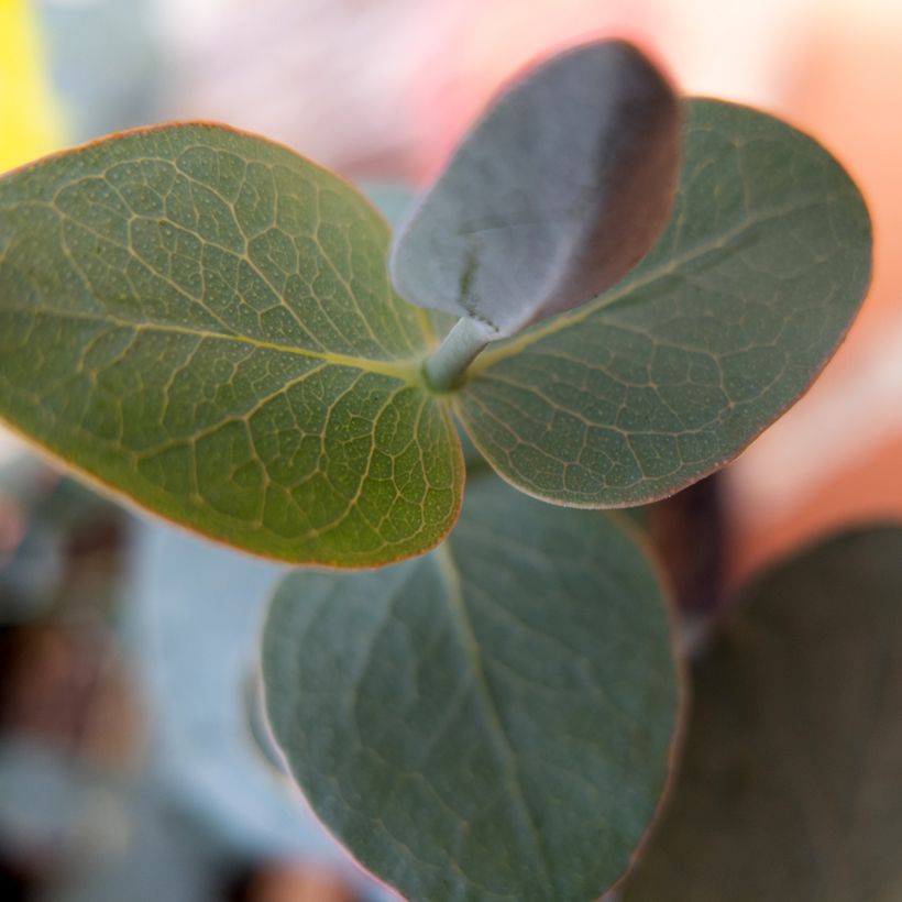 Eucalyptus pulverulenta Baby Blue Spiral - Eucalipto (Fogliame)