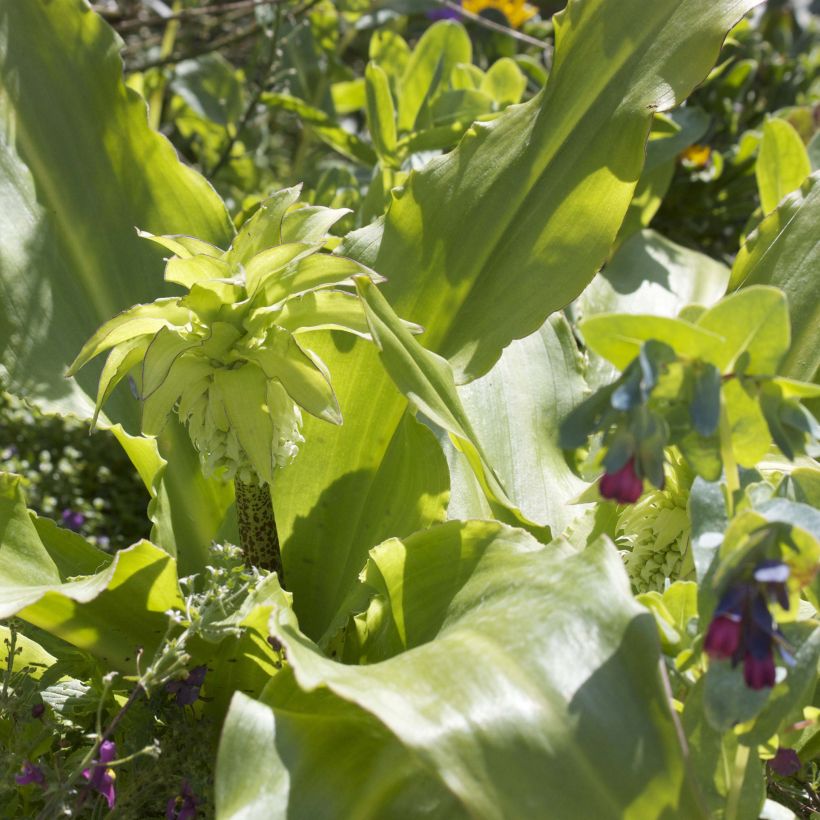 Eucomis bicolor - Giglio di ananas (Fogliame)