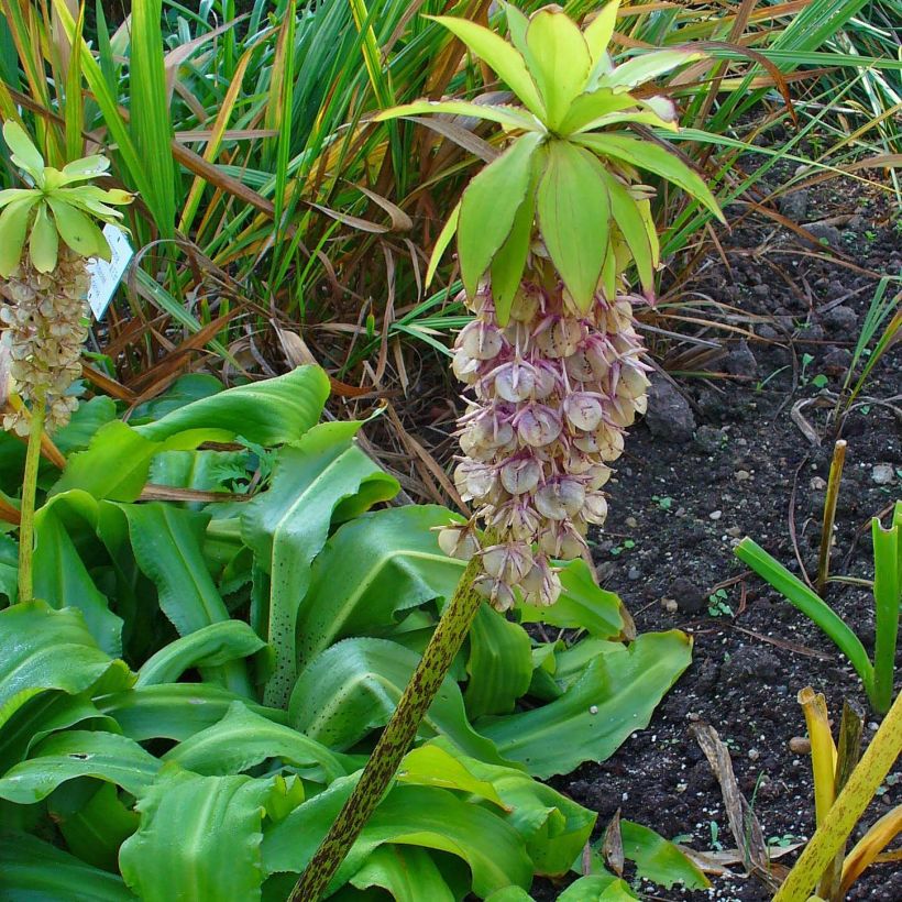 Eucomis bicolor - Giglio di ananas (Porto)