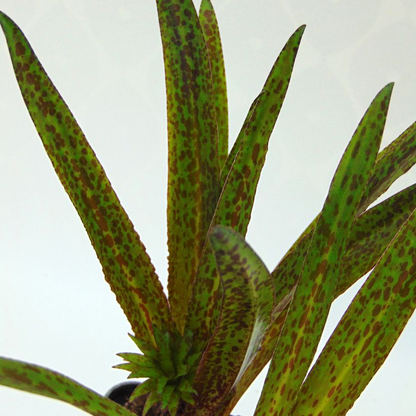 Eucomis vandermerwei Octopus - Giglio di ananas (Fogliame)