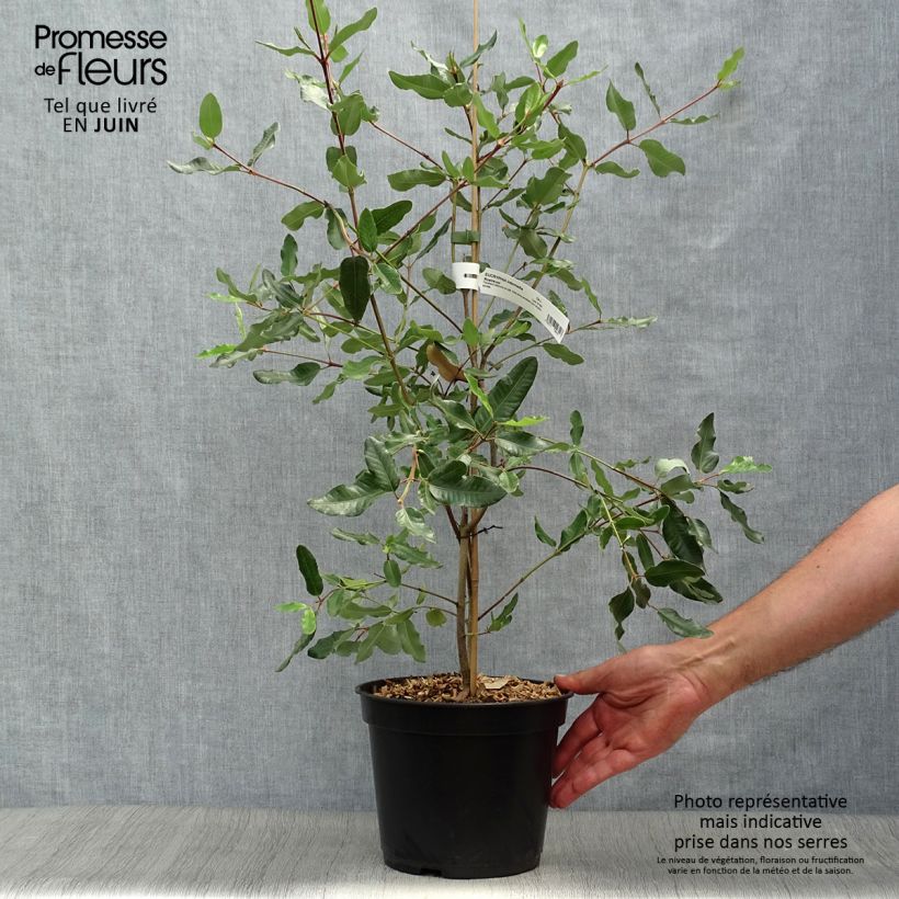 Esemplare di Eucryphia intermedia Rostrevor Vaso da 3L/4L consegnato in estate