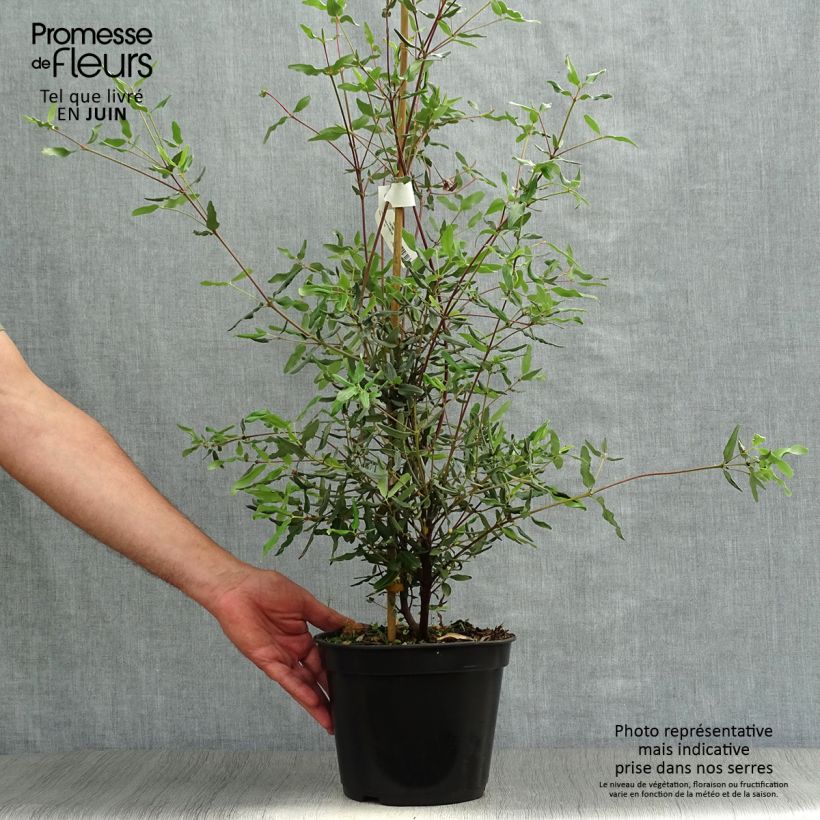 Esemplare di Eucryphia lucida Ballerina Vaso da 4L/5L consegnato in estate