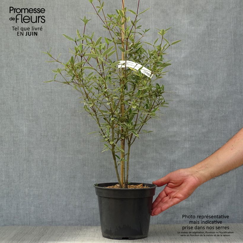 Esemplare di Eucryphia lucida Gilt Edge Vaso da 4L/5L consegnato in estate