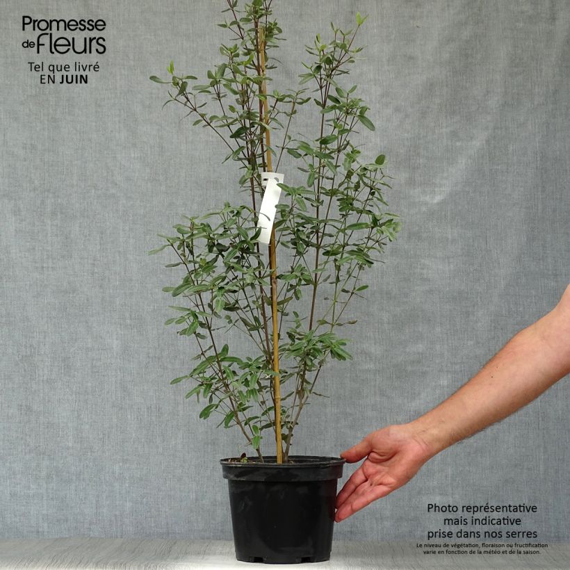 Esemplare di Eucryphia lucida Pink cloud Vaso da 4L/5L consegnato in estate