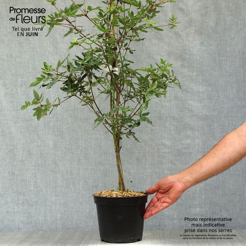 Esemplare di Eucryphia moorei Vaso da 4L/5L consegnato in estate