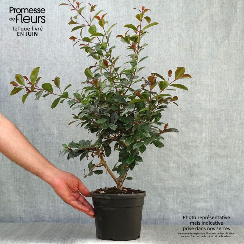 Esemplare di Eugenia uniflora Etna Fire Vaso da 2L/3LAltezza consegnata circa 40/50cm consegnato in estate