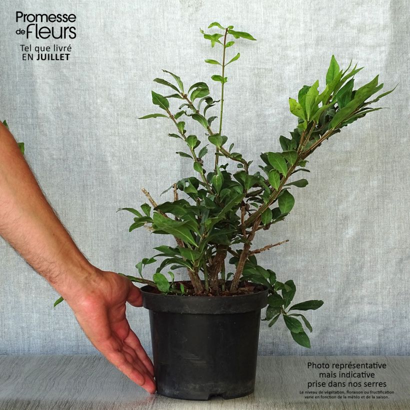 Esemplare di Euonymus alatus - Evonimo alato Vaso da 2L/3L consegnato in estate