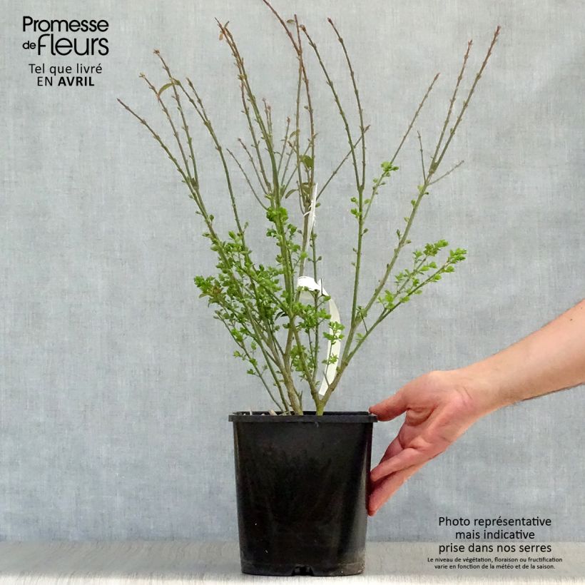 Euonymus alatus Ciliatodentatus - Evonimo alato Vaso da 4L/5L esemplare consegnato in primavera