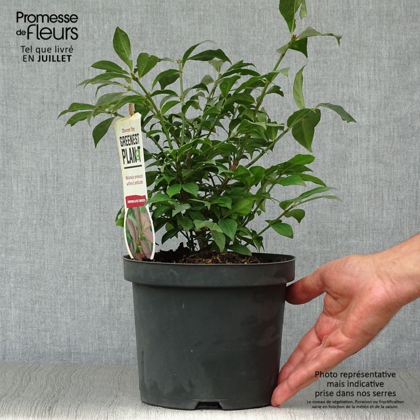 Esemplare di Euonymus alatus Compactus - Evonimo alato Vaso da 2L/3L consegnato in estate