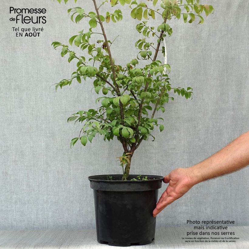 Esemplare di Euonymus alatus Compactus - Evonimo alato Vaso da 7,5L/10L consegnato in estate